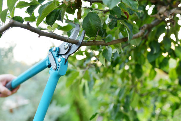 The Steps Involved in Our Tree Care Process in Toro Canyon, CA